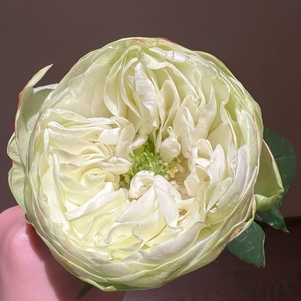 White Kahala Rose