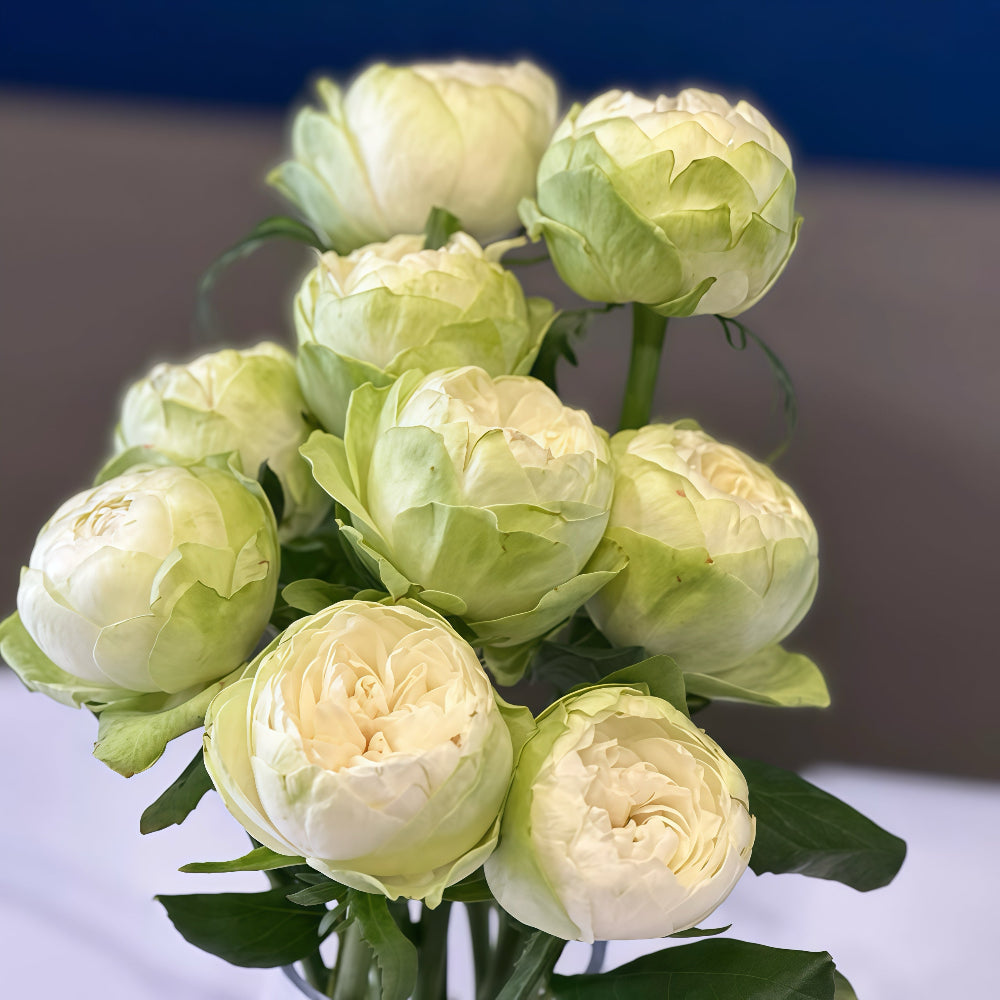 White Kahala Rose
