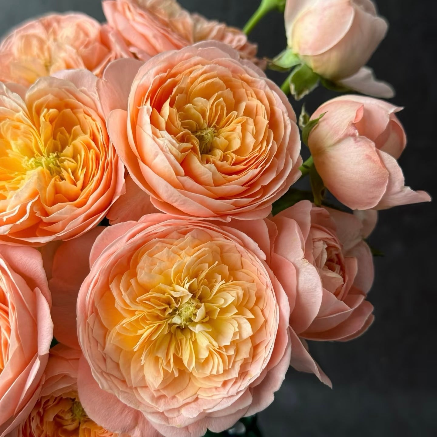 Wutong Yue Rose