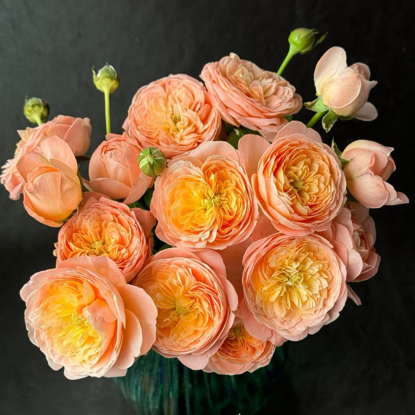 Wutong Yue Rose