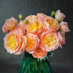 Wutong Yue Rose