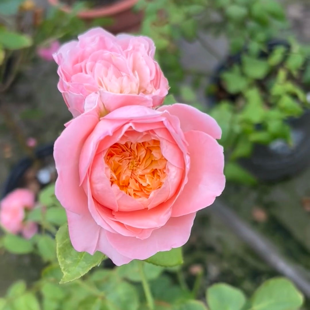 Wutong Yue Rose