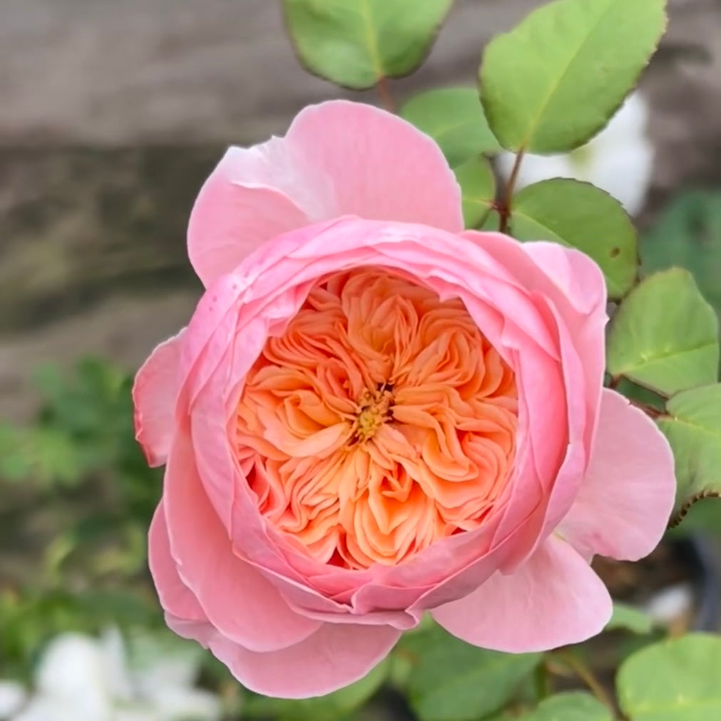 Wutong Yue Rose