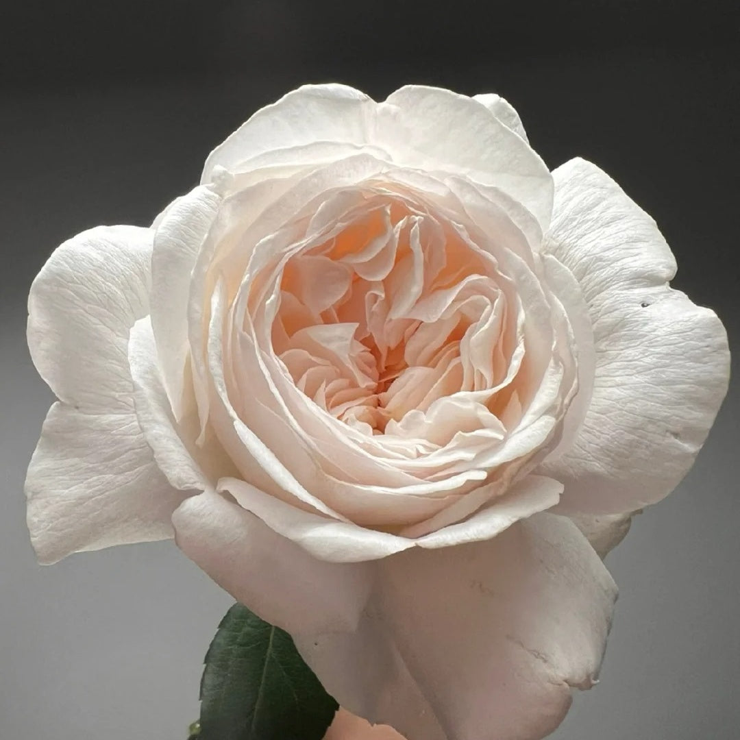 Xiangsaixue Rose