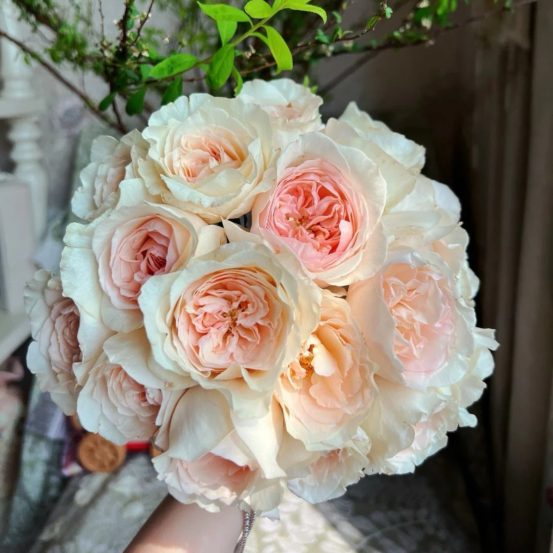 Xiangsaixue Rose