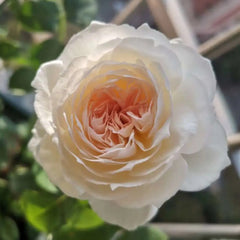 Xiangsaixue Rose