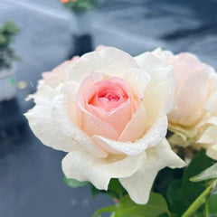 Xiangsaixue Rose