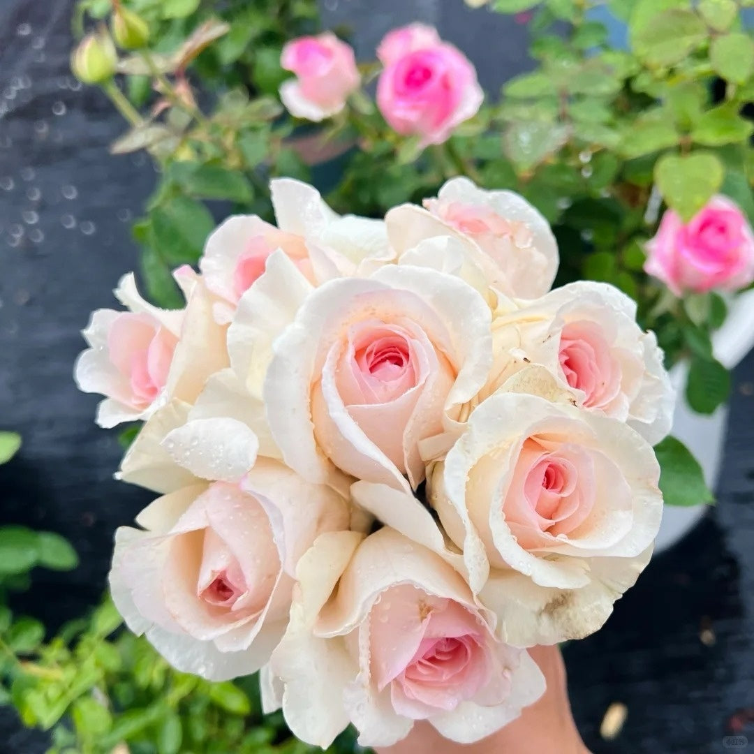 Xiangsaixue Rose