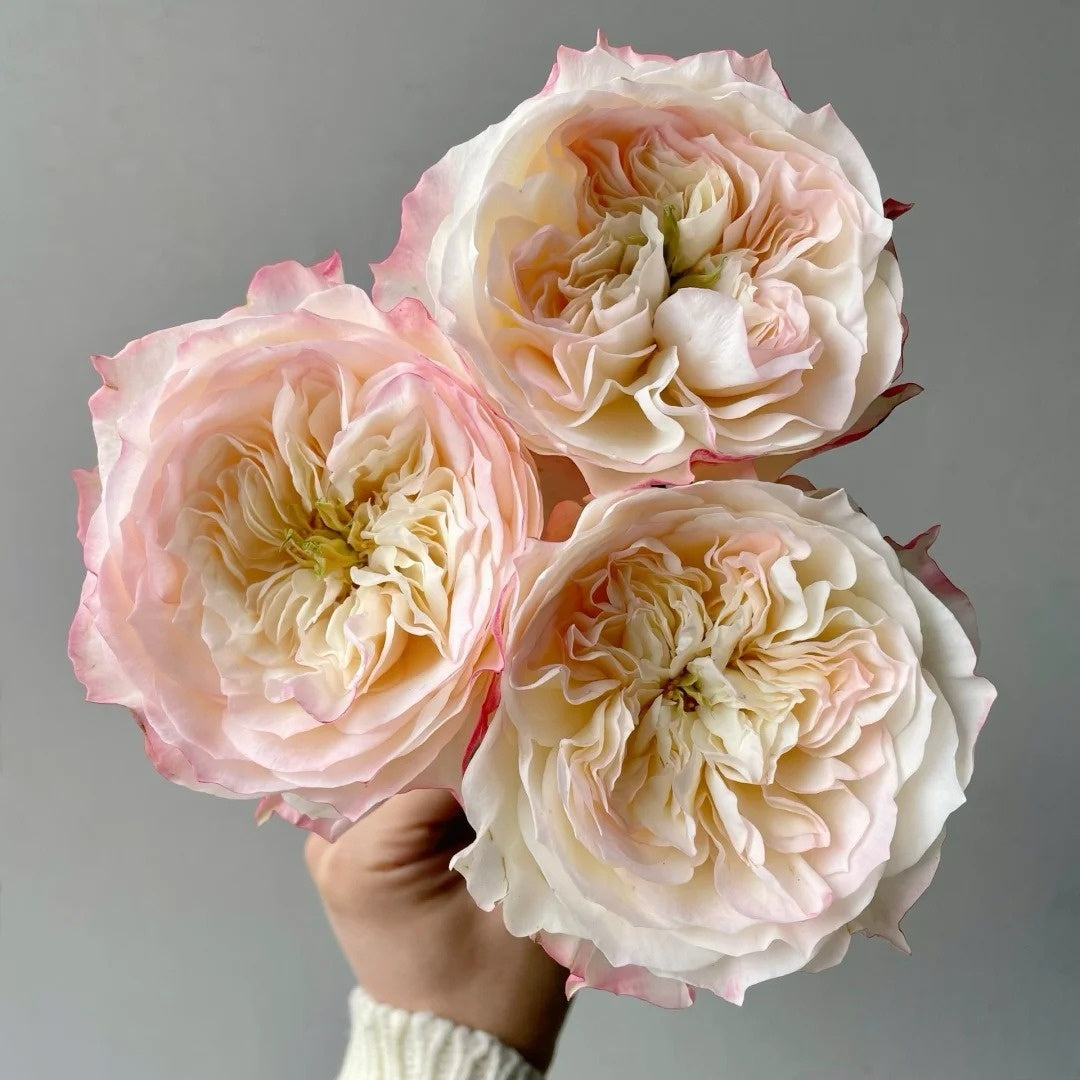 Xiaoliwo Rose