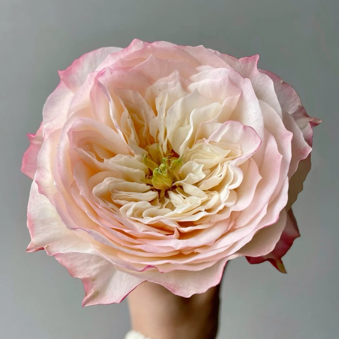 Xiaoliwo Rose