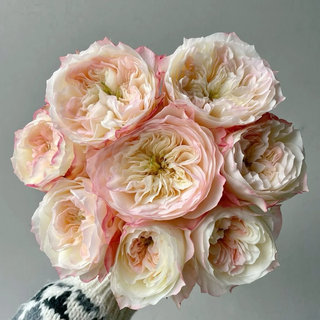 Xiaoliwo Rose