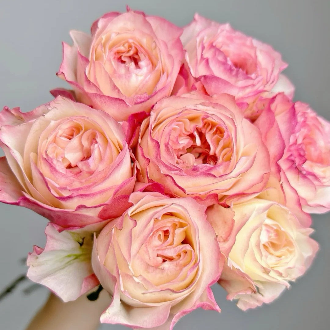 Xiaoliwo Rose