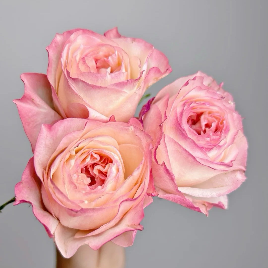Xiaoliwo Rose