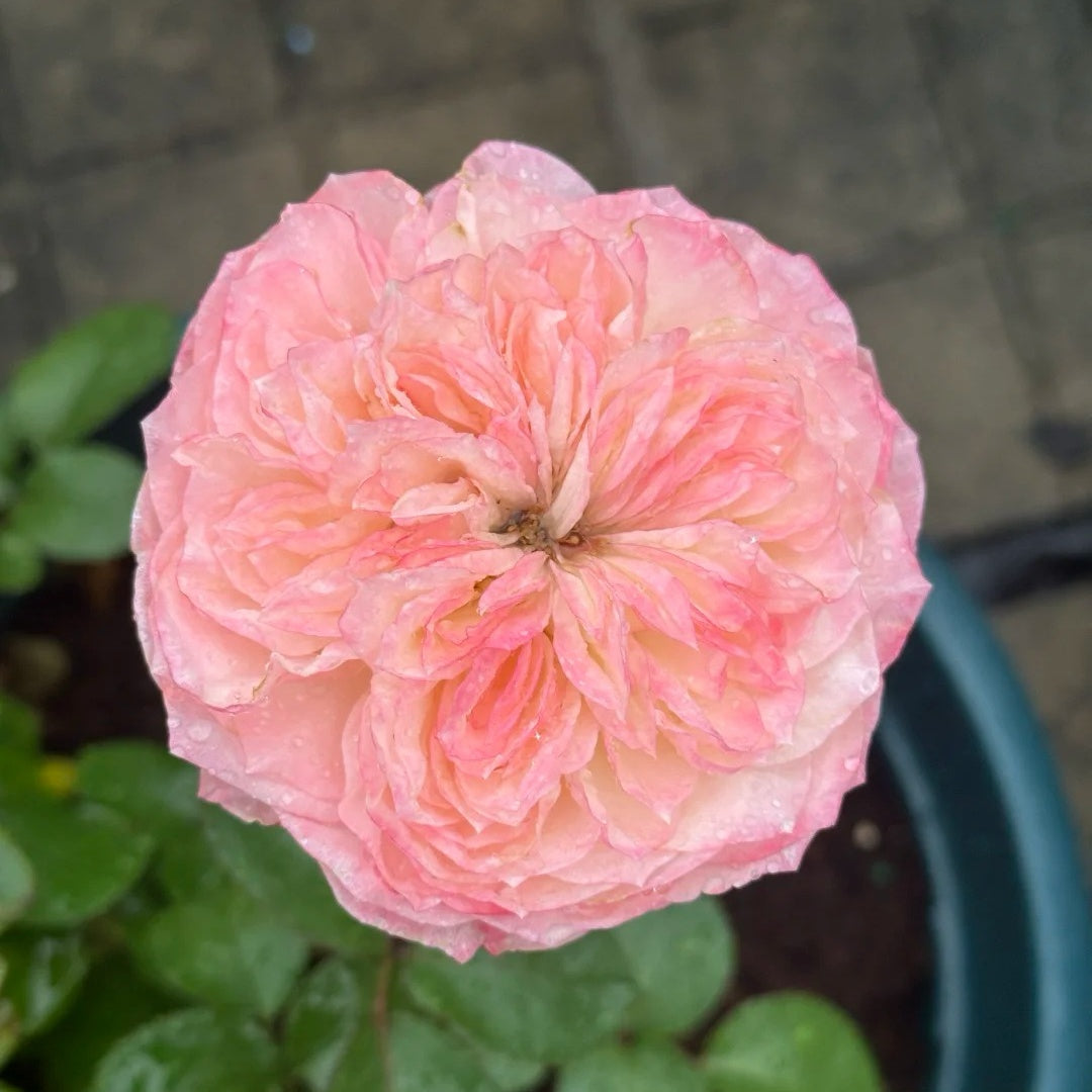 Xiaoliwo Rose