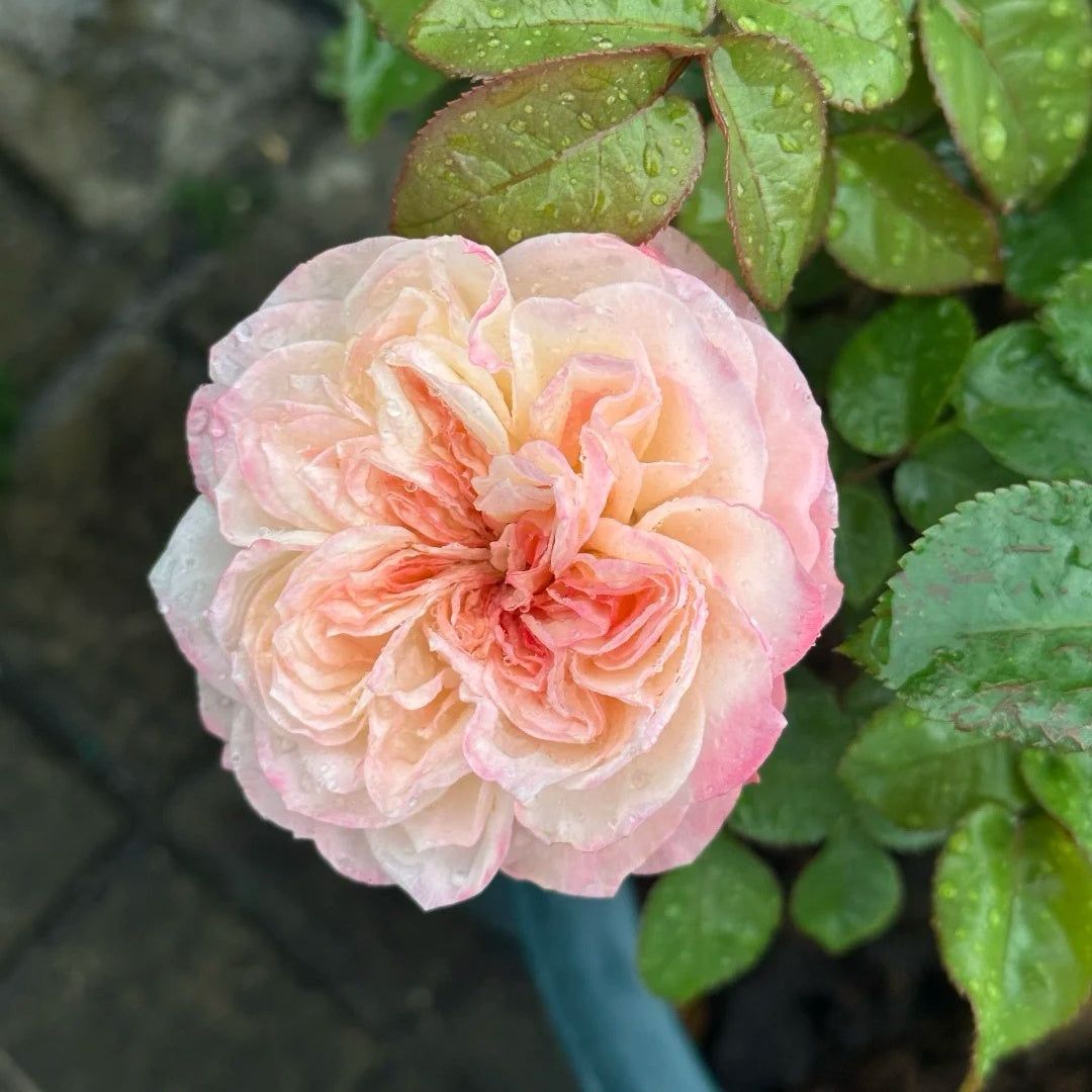 Xiaoliwo Rose