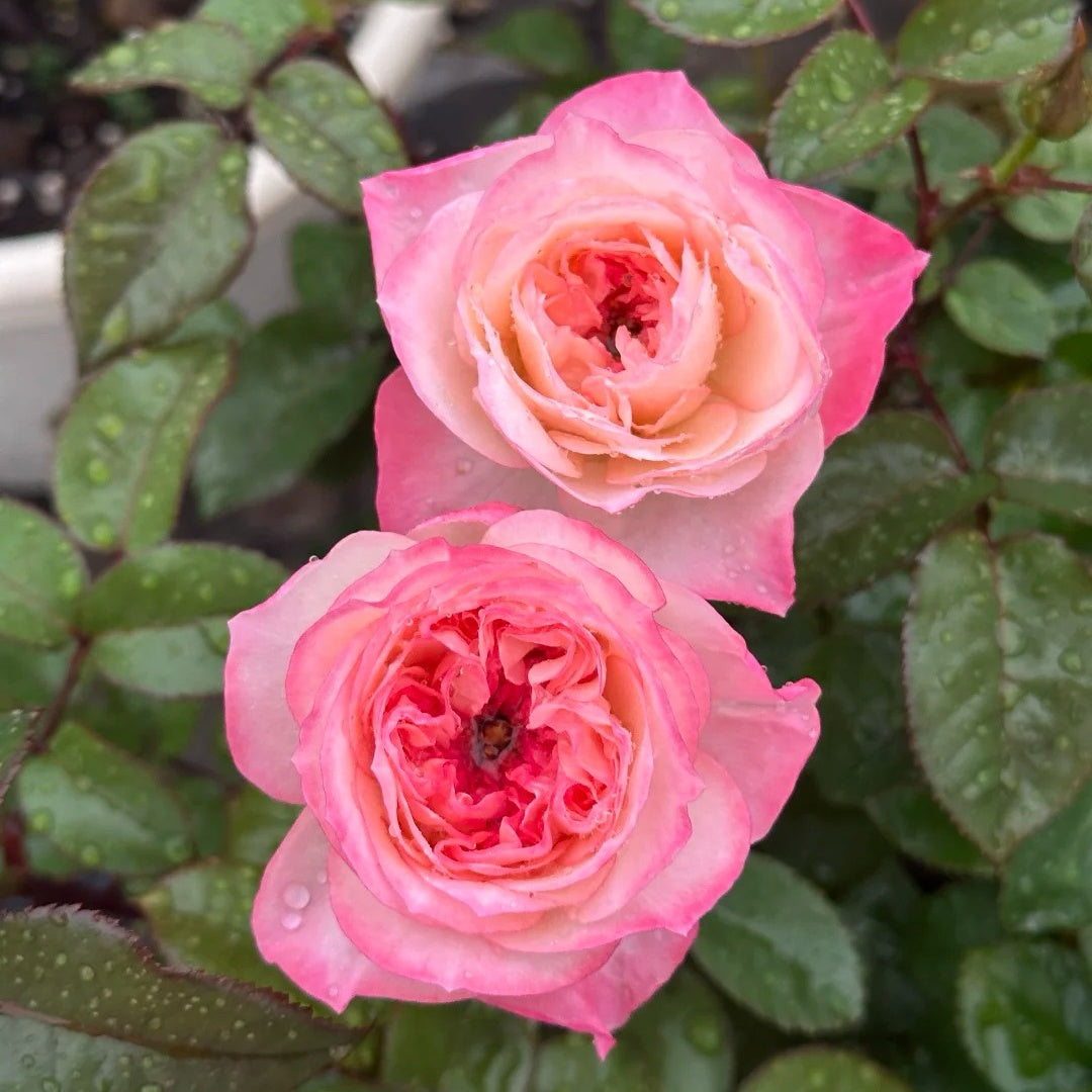 Xiaoliwo Rose