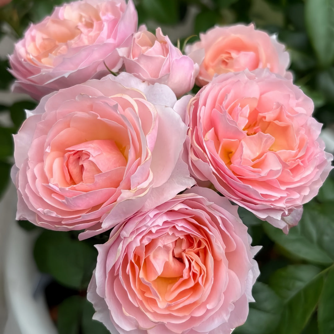 YINGYING PINK Rose