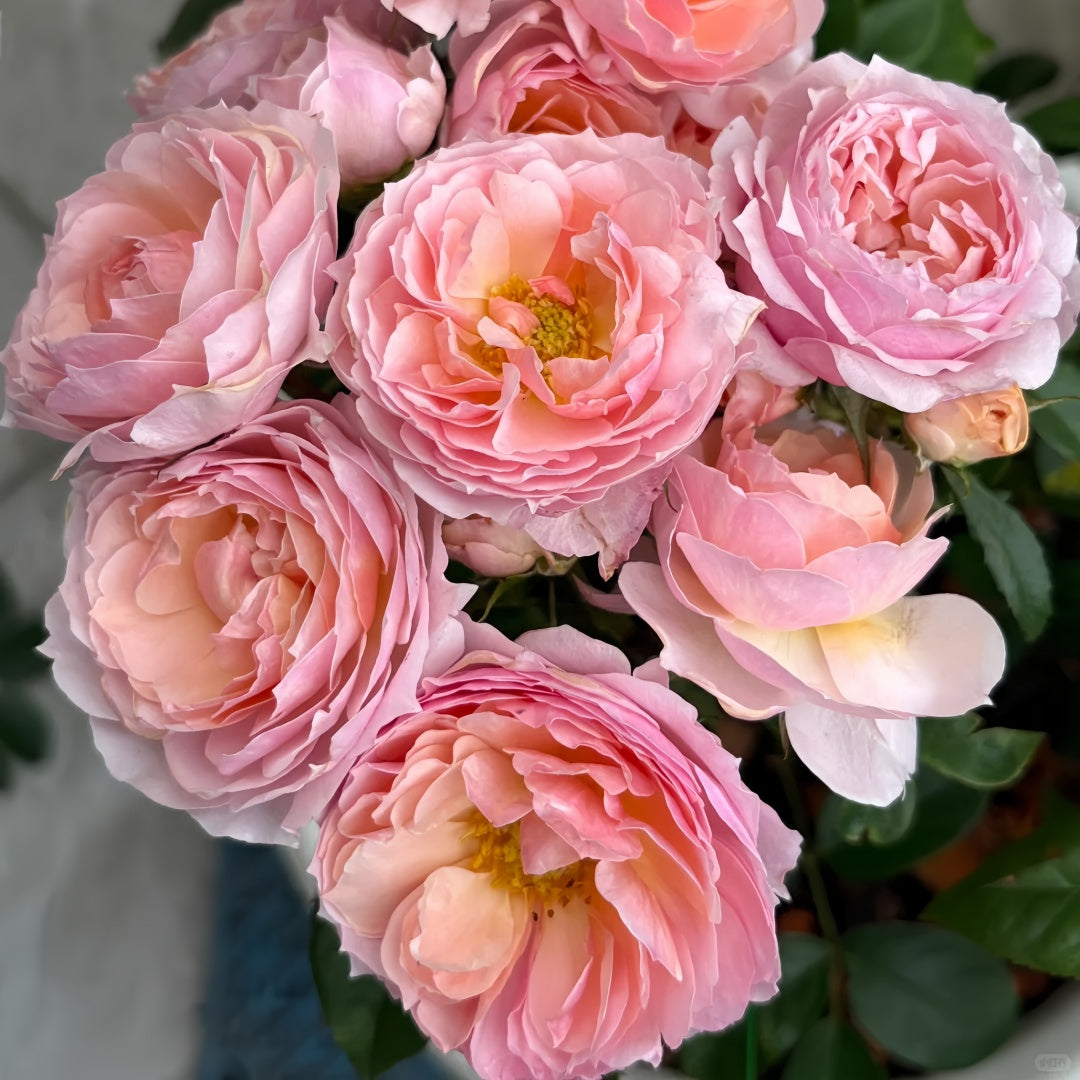 YINGYING PINK Rose