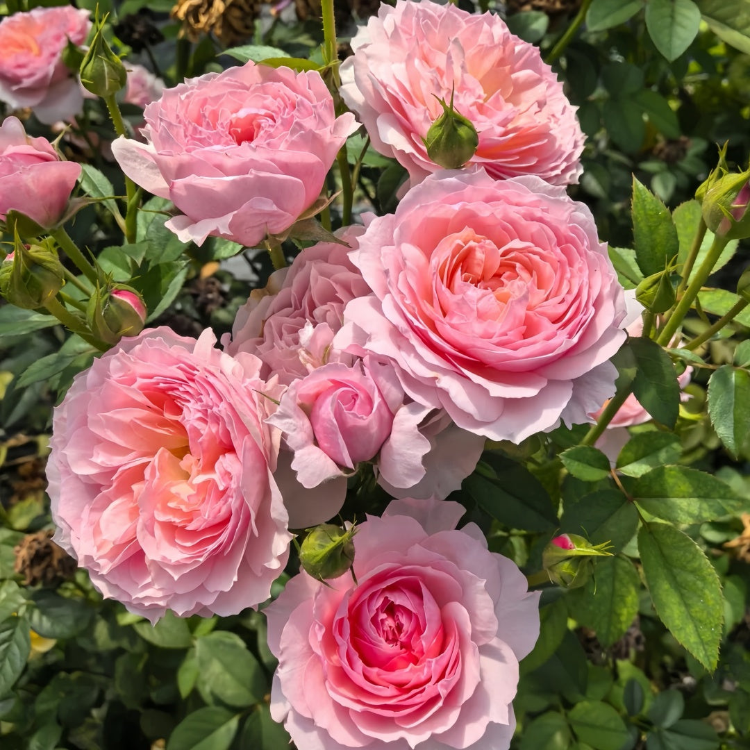 YINGYING PINK Rose