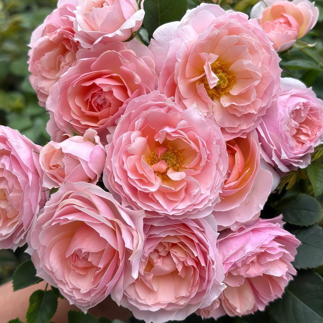 YINGYING PINK Rose