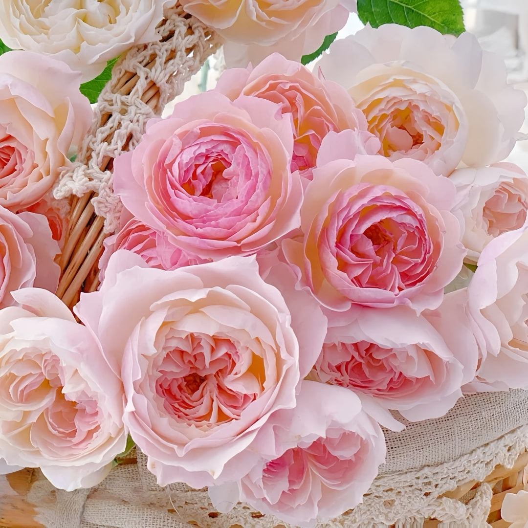 YINGYING PINK Rose