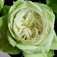 Yagi Green Rose