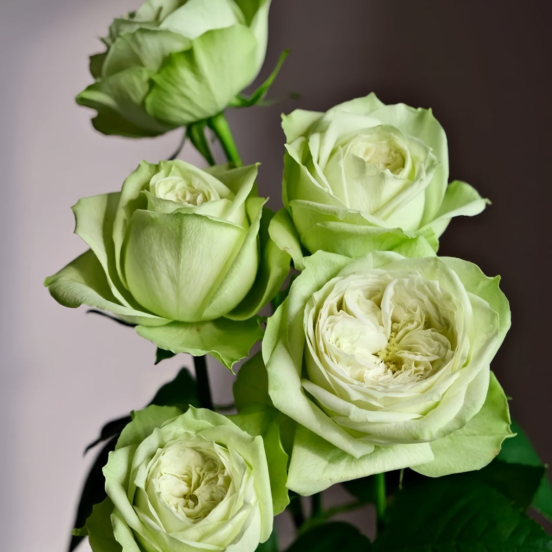 Yagi Green Rose