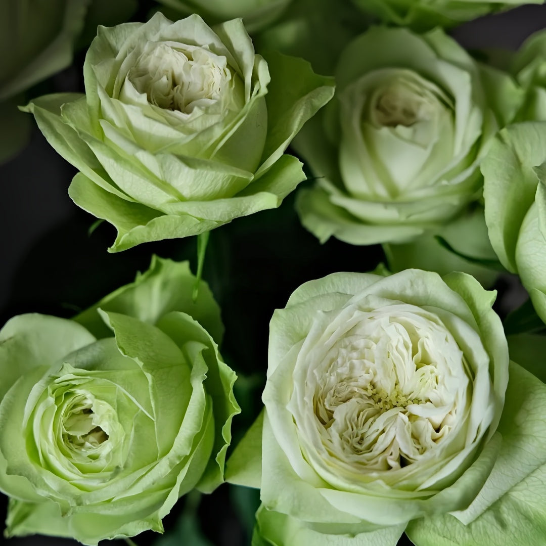 Yagi Green Rose