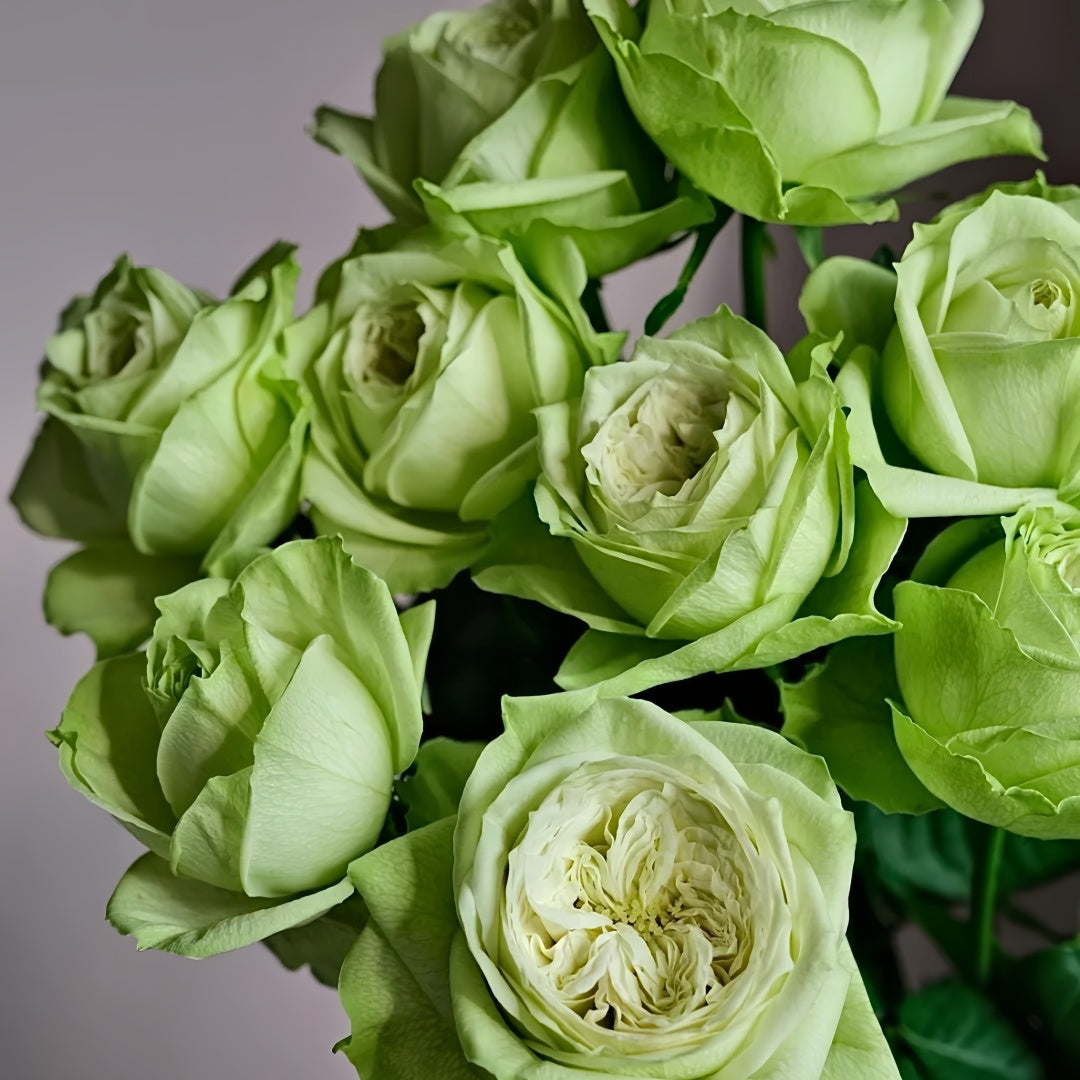 Yagi Green Rose