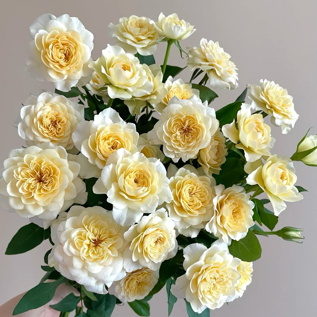 Yellow Mikoto Rose