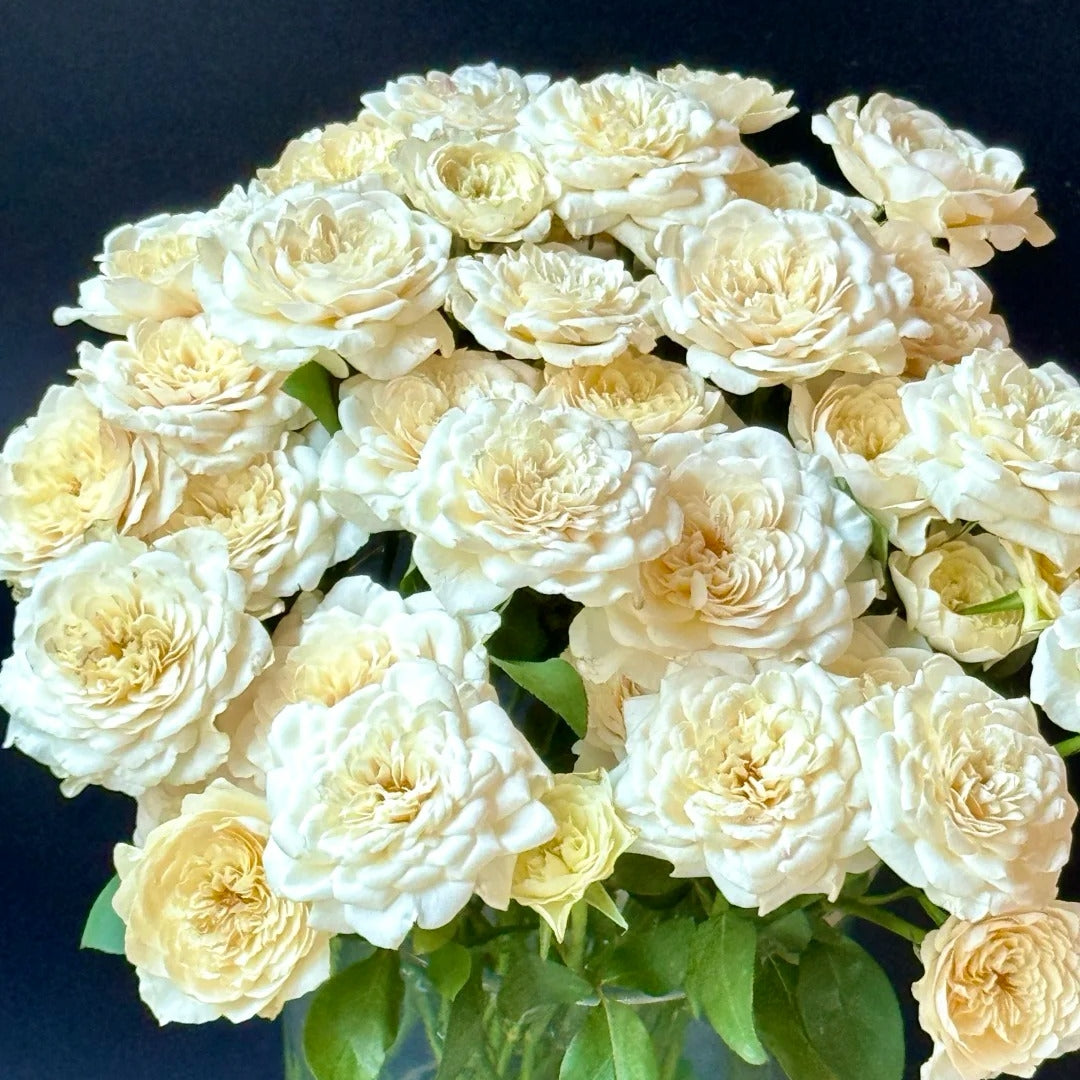 Yellow Mikoto Rose