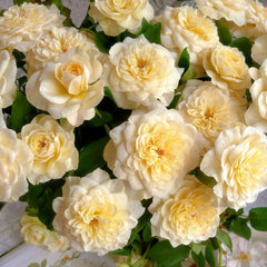 Yellow Mikoto Rose