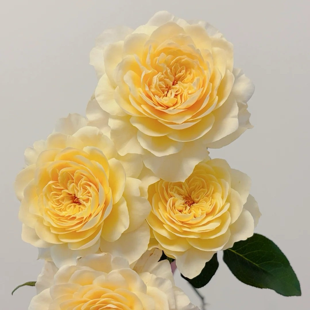 Yellow Mikoto Rose