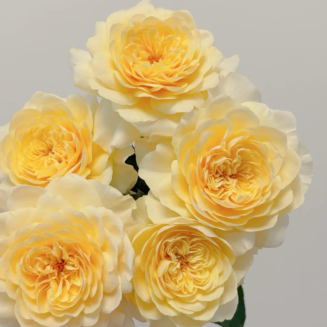 Yellow Mikoto Rose
