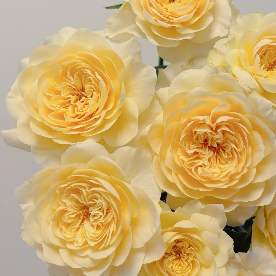 Yellow Mikoto Rose