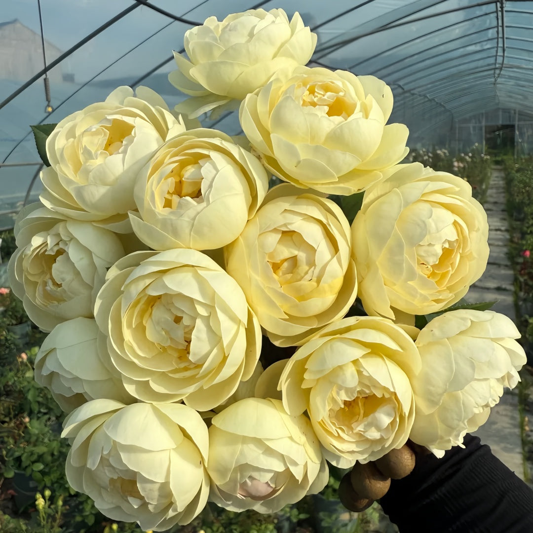 Yellow Ambridge Rose