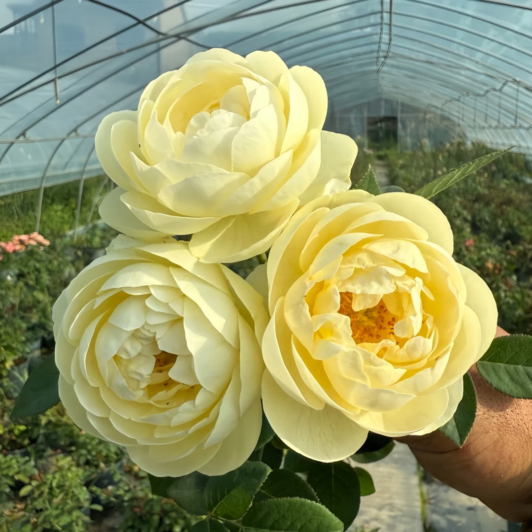 Yellow Ambridge Rose