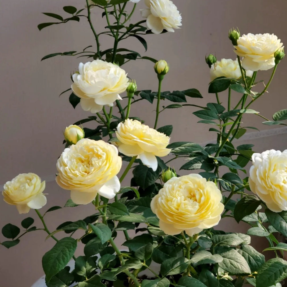 Yellow Ambridge Rose