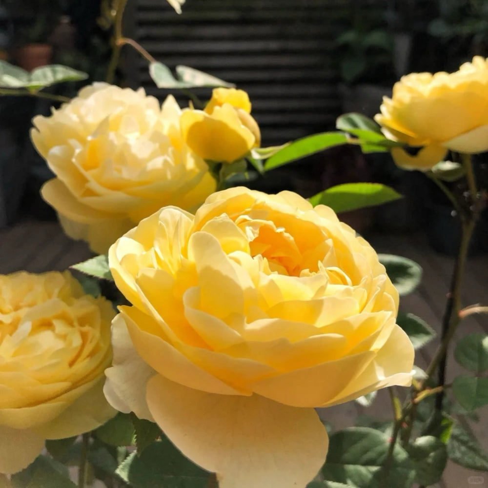 Yellow Ambridge Rose