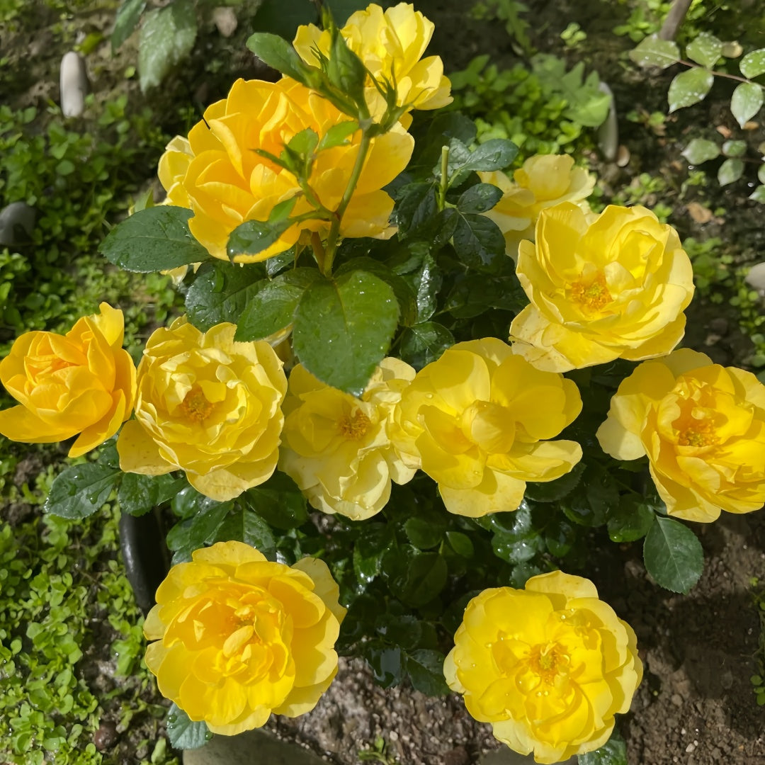 Yellow Juicy Terrazza Rose