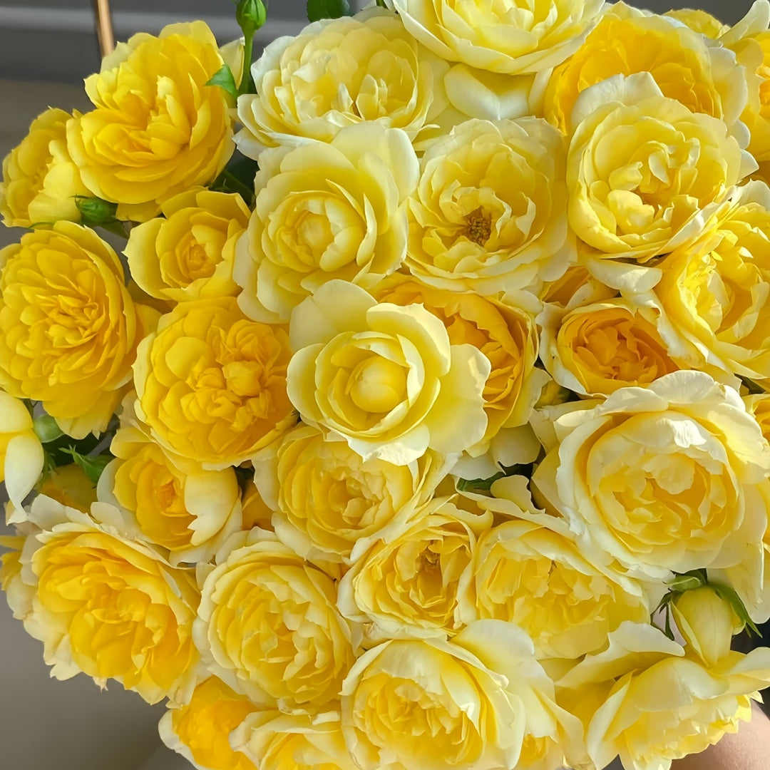 Yellow Juicy Terrazza Rose