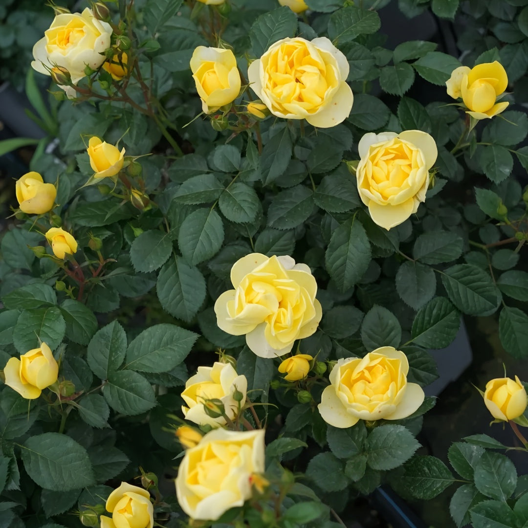 Yellow Juicy Terrazza Rose