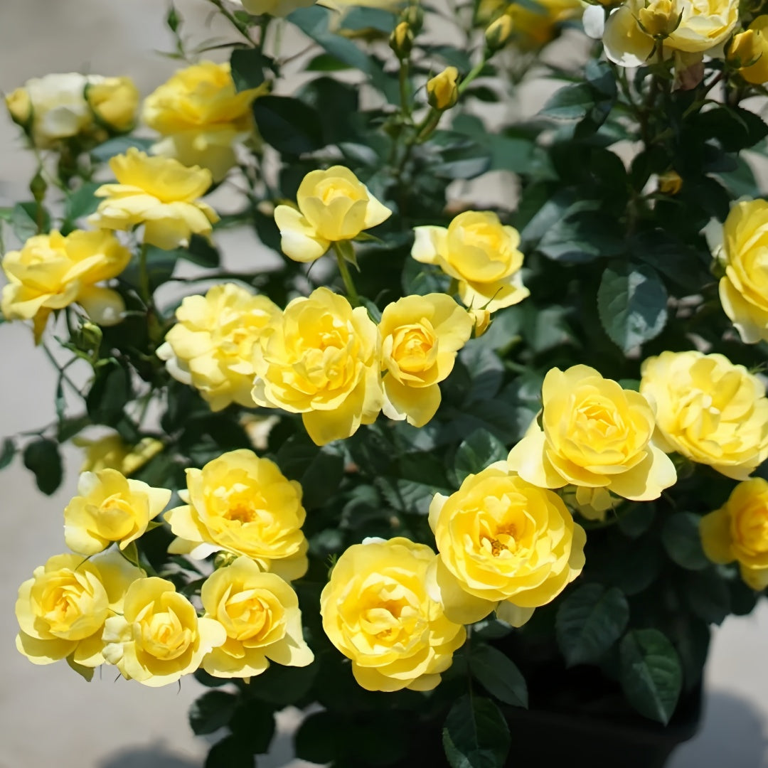 Yellow Juicy Terrazza Rose
