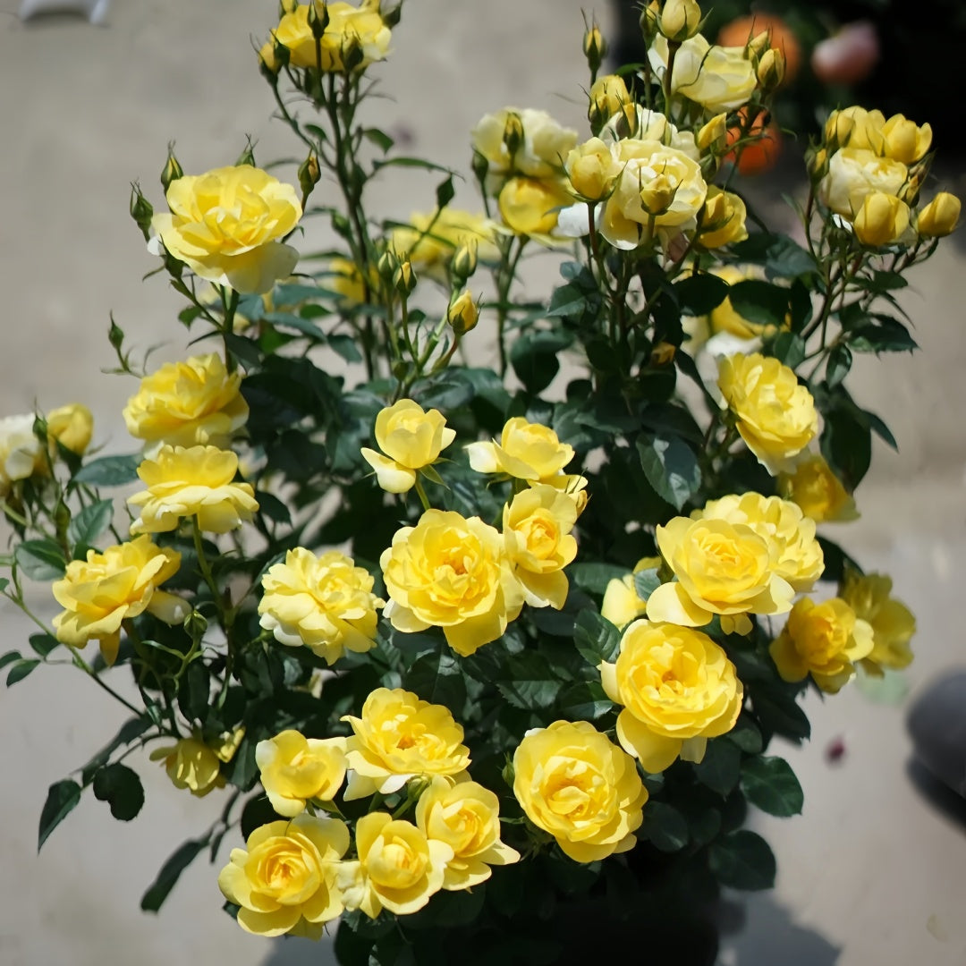 Yellow Juicy Terrazza Rose