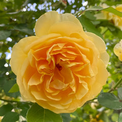 Yellow beauty Rose