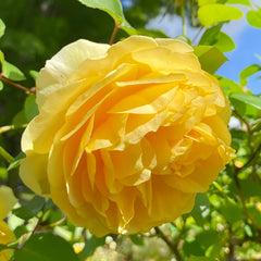 Yellow beauty Rose