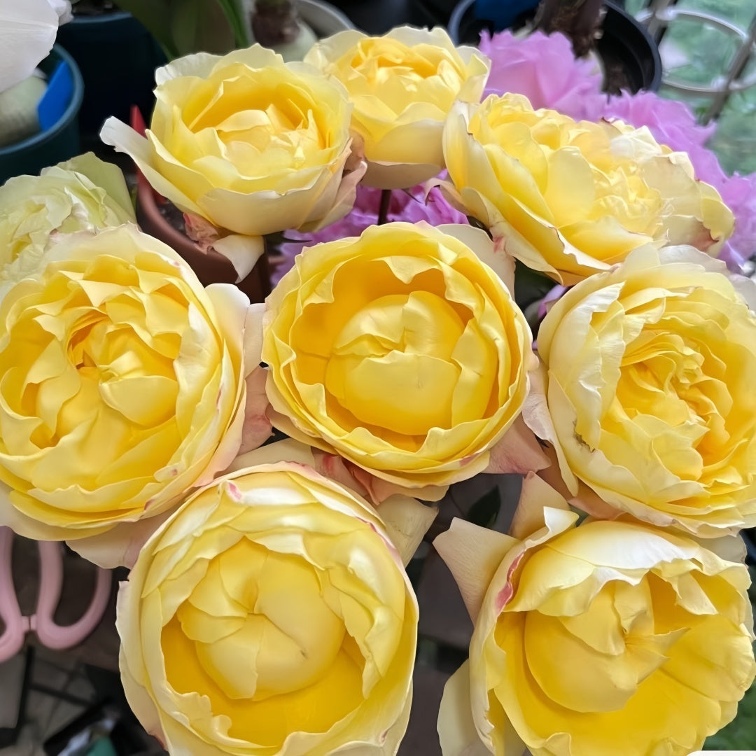 Yellow beauty Rose