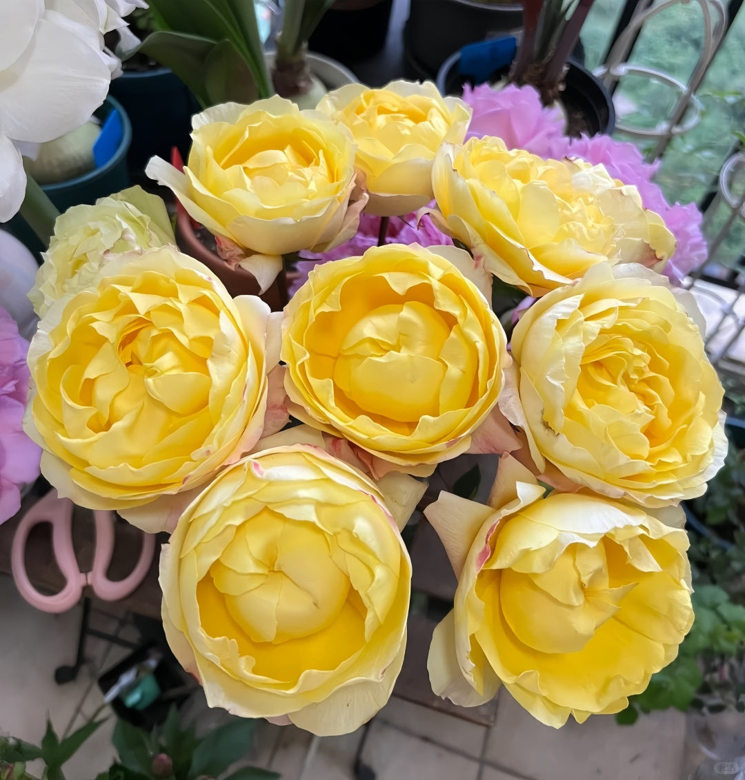 Yellow beauty Rose