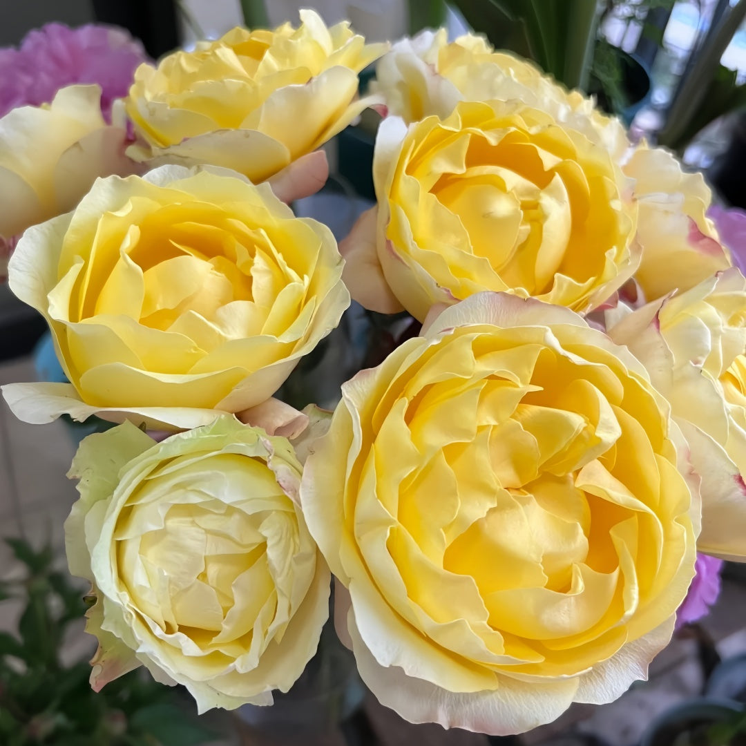 Yellow beauty Rose