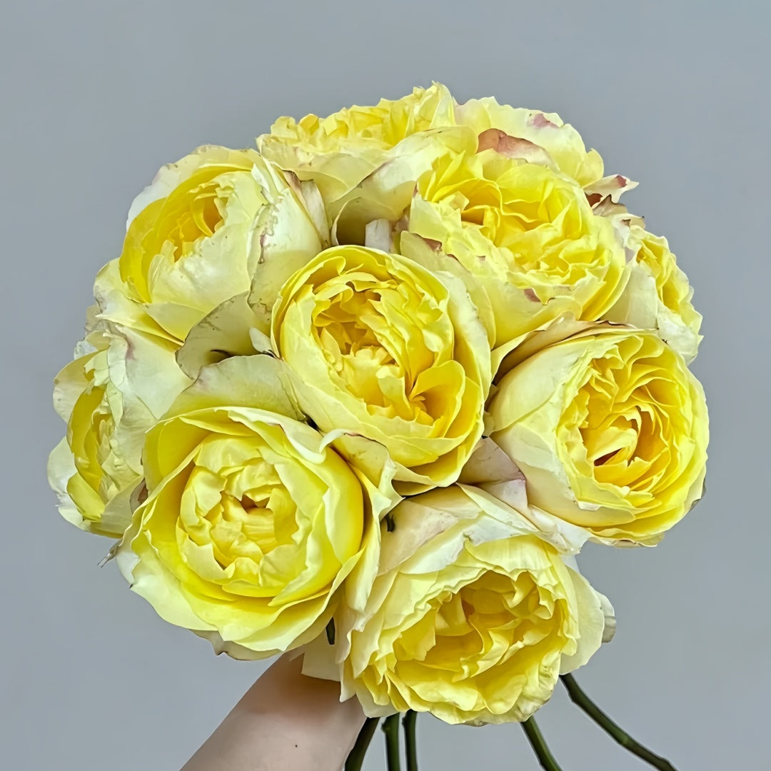 Yellow beauty Rose